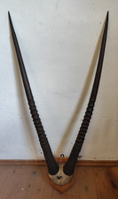 Oryx Antilope Spießbock Hörner Gehörn Geweih Trophäe dt. südwest Afrika Kolonie