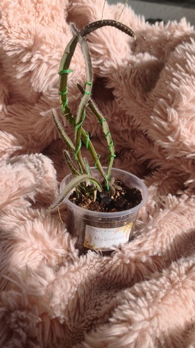 Hylocereus königin der - "königin,