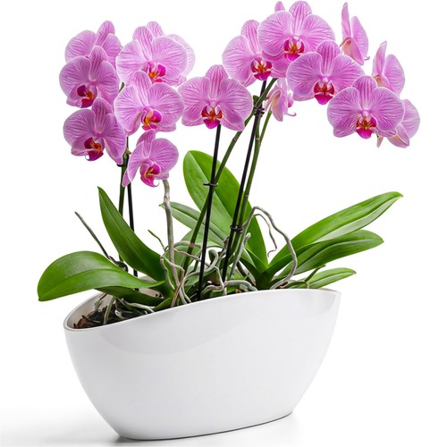 Blumentopf groß für - , innen
