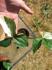 Syngonium Podophyllum Albo