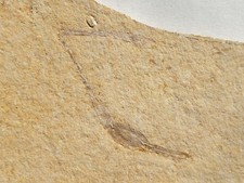 Krebsschere - Eryon sp. -