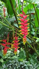 800010004 heliconia pogonantha - heliconia,
