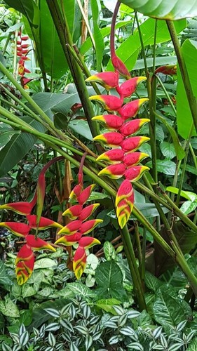 800010004 heliconia pogonantha - 800010004,