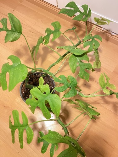Monstera minima rhaphidophora - monstera,