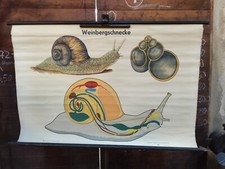 DDR Rollkarte Schulkarte
