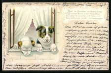 Lithographie Zwei junge Hunde blicken aus einem Fenster 1902 