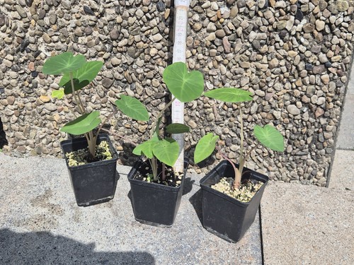 Colocasia esculenta pink - colocasia,