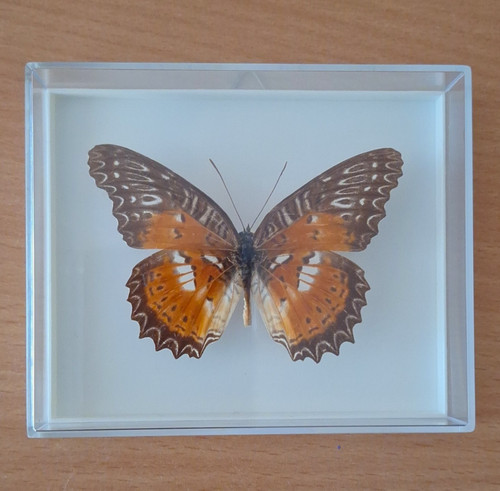 Präparierter schmetterling - präparierter,