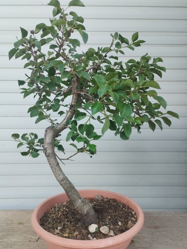 Pre bonsai pyrus - pyrus,, pera,