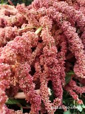 Amaranth *Coral Fountain* 150 Samen *Fuchsschwanz *Amaranthus caudatus