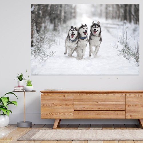 Siberian husky hund - hund, im