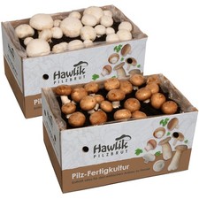 Champignons selber züchten, 2 Pilzzucht Sets klein, Hawlik Pilzbrut, Probierset