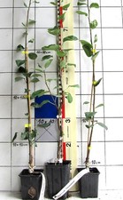 Pyrus  " Fässlesbirne "    -