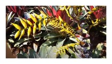 10x Alcantarea imperialis