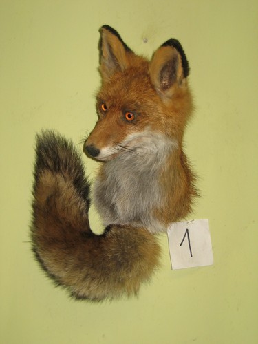 Fuchs kopf präparat - kopf, +
