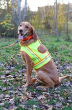 Hunde warnweste - hunde,