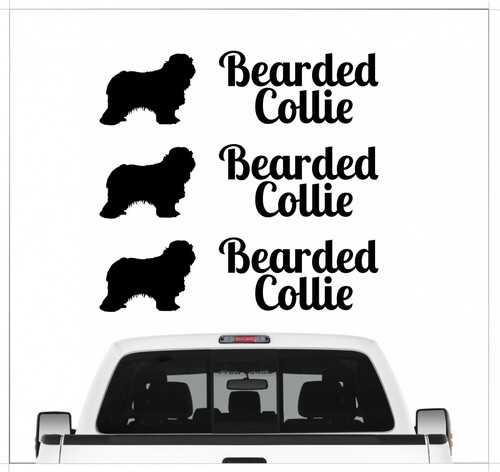 Bearded collie beardie - bearded,