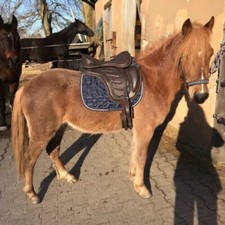 Leder Freemax baumloser Sattel Größe 14 bis 18 mit Sattelgurt + Steigbügel ei...