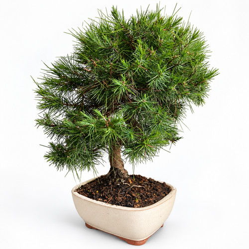 Bonsai aleppo kiefer - bonsai, pinus