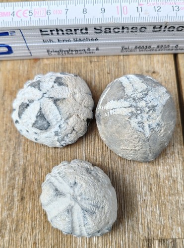 Versteinerungen fossilien - versteinerungen,