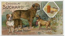 Suchard   Hunderassen      1 Sammelbild aus Serie 110