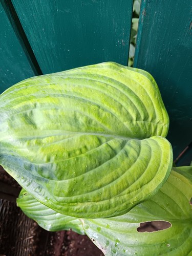 Hosta guacamole 1 - hosta,