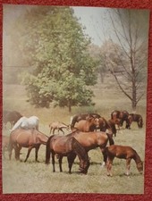 Poster Bild Pferdeposter Pferde