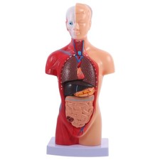  Menschlicher Torso-Körpermodell, Anatomie, anatomische innere Organe für den