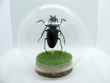 Echter präparierter