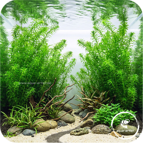 Egeria najas wasserpest - egeria,