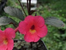 Achimenes 'Coral Sunset' - 3