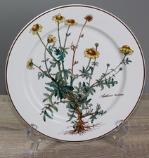 Villeroy & Boch V&B Botanica Speiseteller ca. Ø  24 cm Essteller MIT WURZELN 