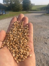 Weizen: Hühnerfutter