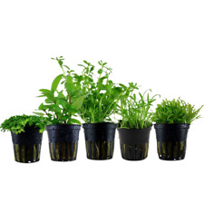 Pflanzen Set mit 5 Vordergrund Topf Aquarium Wasserpflanzen AquaOne Nr.112