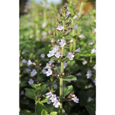 Calamintha nepeta 'Blue Cloud'