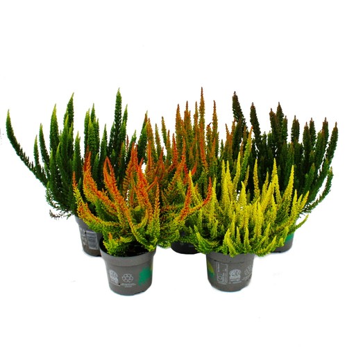 Calluna green nature grüne - green, nature-grüne
