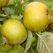 Apfelbaum Graue Herbstrenette weinsäuerlich würzig Apfel Hochstamm 180 cm Stamm 