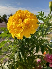 50 Samen  Studentenblume