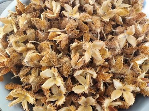 500 bucheckern schalen hülsen - 500,
