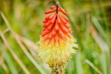 Fackellilie -Kniphofia uvaria, große ausgewachsene Pflanze blüht-d