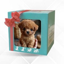 Nicoo Roboterhund: Echt