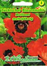 Türkischer Riesenmohn