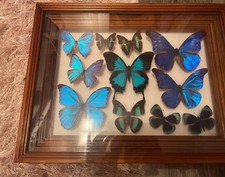 Schmetterlingssammlung