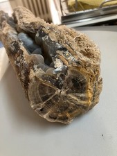 Versteinertes Holz Baumstamm Eozän 20cm ca.2,5kg Rinde Harz