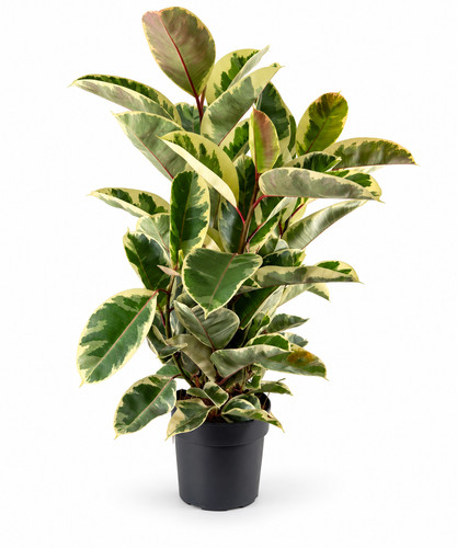 Gummibaum ficus elastica - ficus,