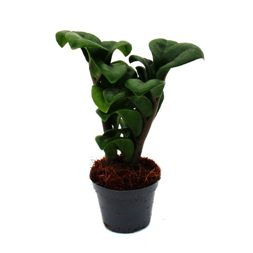 Mini pflanze zamio - mini-pflanze, palme