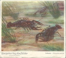 1 Sammelbild - Voss Margarinefabrik - Das Tierreich  - 1933