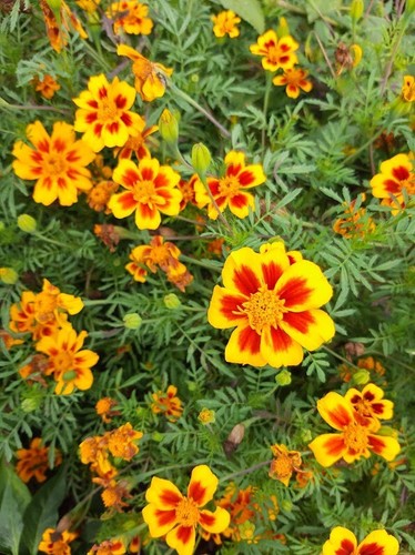 Studentenblume freche marietta - freche,