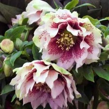 8000700 Christrose Helleborus orientalis 'HELLO White 25 Seeds Samen