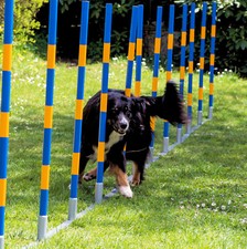 Hunde Slalom von PROCYON Agility Profi-Turnier-Slalom Hundesport-Set Doggy-Fun